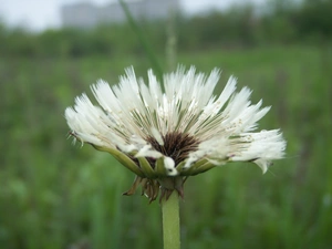 rain, dandelion, wetted