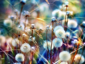 puffball, colors, rainbow, dandelion