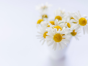 Flowers, rapprochement, blurry background, camomiles