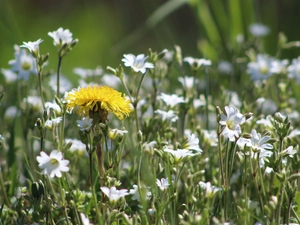dandelion, Flowers, Cerastium, rapprochement, sow-thistle, Meadow