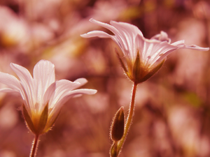 rapprochement, Flowers, Cerastium