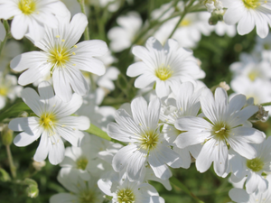 Meadow, rapprochement, Cerastium, Flowers, White