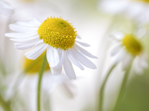 chamomile, Colourfull Flowers, rapprochement