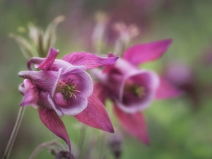 rapprochement, Flowers, columbine