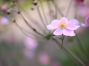 Pink, Japanese anemone, rapprochement, Colourfull Flowers