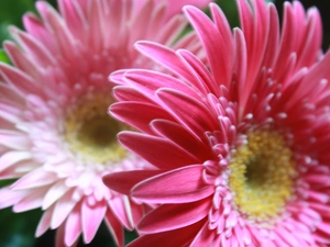 Flowers, gerberas, rapprochement, Pink