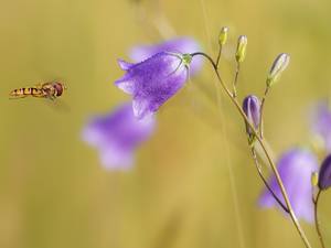 Marmalade Hoverfly, Harebell, rapprochement, Colourfull Flowers