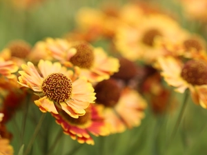 Flowers, Helenium Hybridum, rapprochement