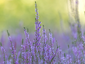 rapprochement, lilac, heather