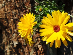 rapprochement, Flowers, Marigolds