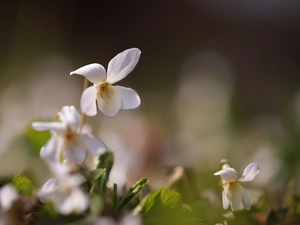 White, Colourfull Flowers, rapprochement, Viola odorata
