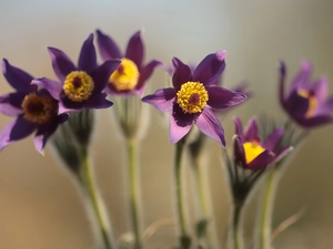 pasque, purple, Flowers, rapprochement