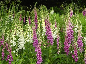 Flowers, rapprochement, Pink, Foxglove, White