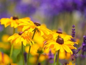 rapprochement, Flowers, Rudbeckia