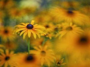 rapprochement, Yellow, Rudbekie