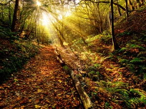 fern, Path, sun, Leaf, forest, rays, autumn