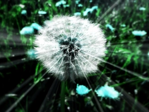 dandelion, rays