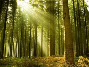forest, sun, fern, rays