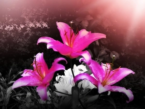 rays, Pink, lilies