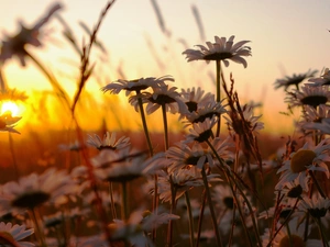 daisy, Meadow, rays