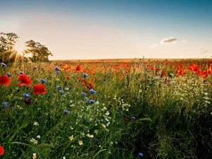 cornflowers, Meadow, rays, sun, camomiles, papavers