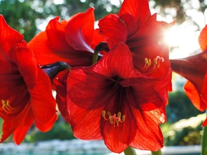 Red, amaryllis