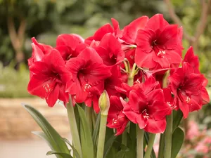 Red, Flowers, amaryllis