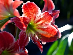Red, amaryllis