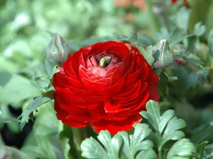 buttercup, Asian Ranunculus, Red