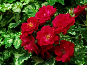 Red, Flowers, balcony