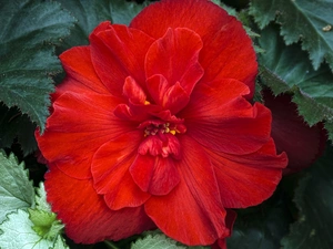 begonia, Beauty, red hot