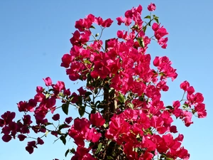 red hot, Bougainvillea