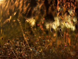 red weed, Buds, Meadow, chamomile, Flowers