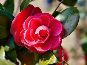 red hot, camellia