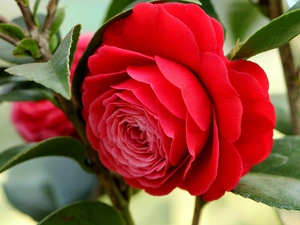 red hot, camellia