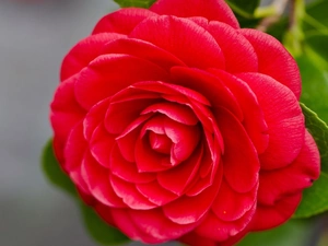 red hot, camellia
