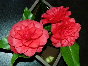 Red, Camellias