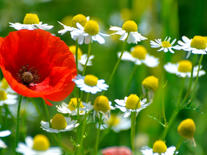 red weed, chamomile