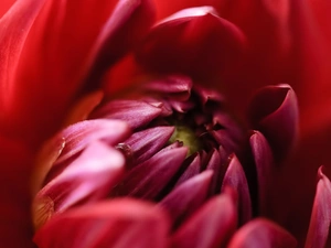 red hot, chrysanthemum