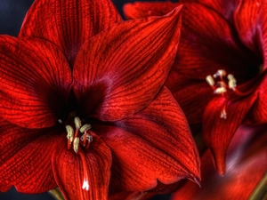 amaryllis, Colourfull Flowers, Red