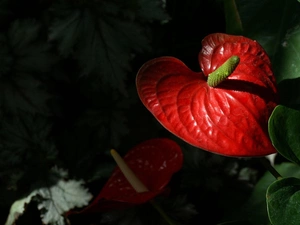 Anturium, Colourfull Flowers, Red