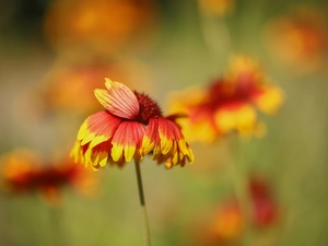 Colourfull Flowers, Gaillardia, Red