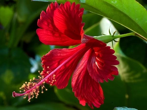 Colourfull Flowers, Red Hibiscus