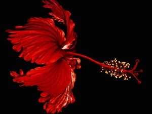 hibiskus, Colourfull Flowers, Red