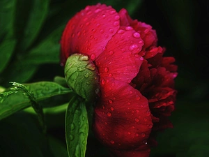 peony, Colourfull Flowers, red