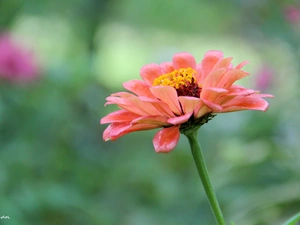 Colourfull Flowers, pink, Red