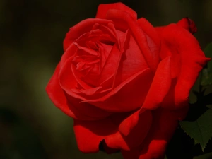 rose, Colourfull Flowers, red hot