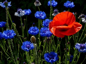 red weed, cornflowers