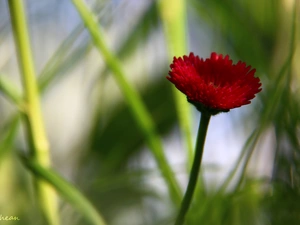 red hot, daisy