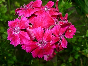 Dianthus Carthusianorum, Flowers, Red